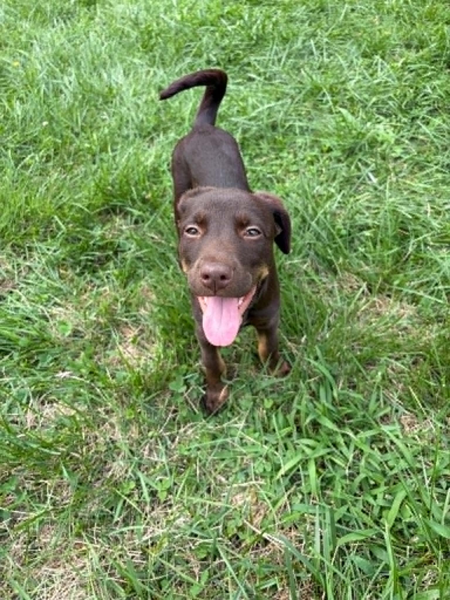 Enlarge Rowdy, a Adoptable Mixed Breed in Millersville, MD image 1/2