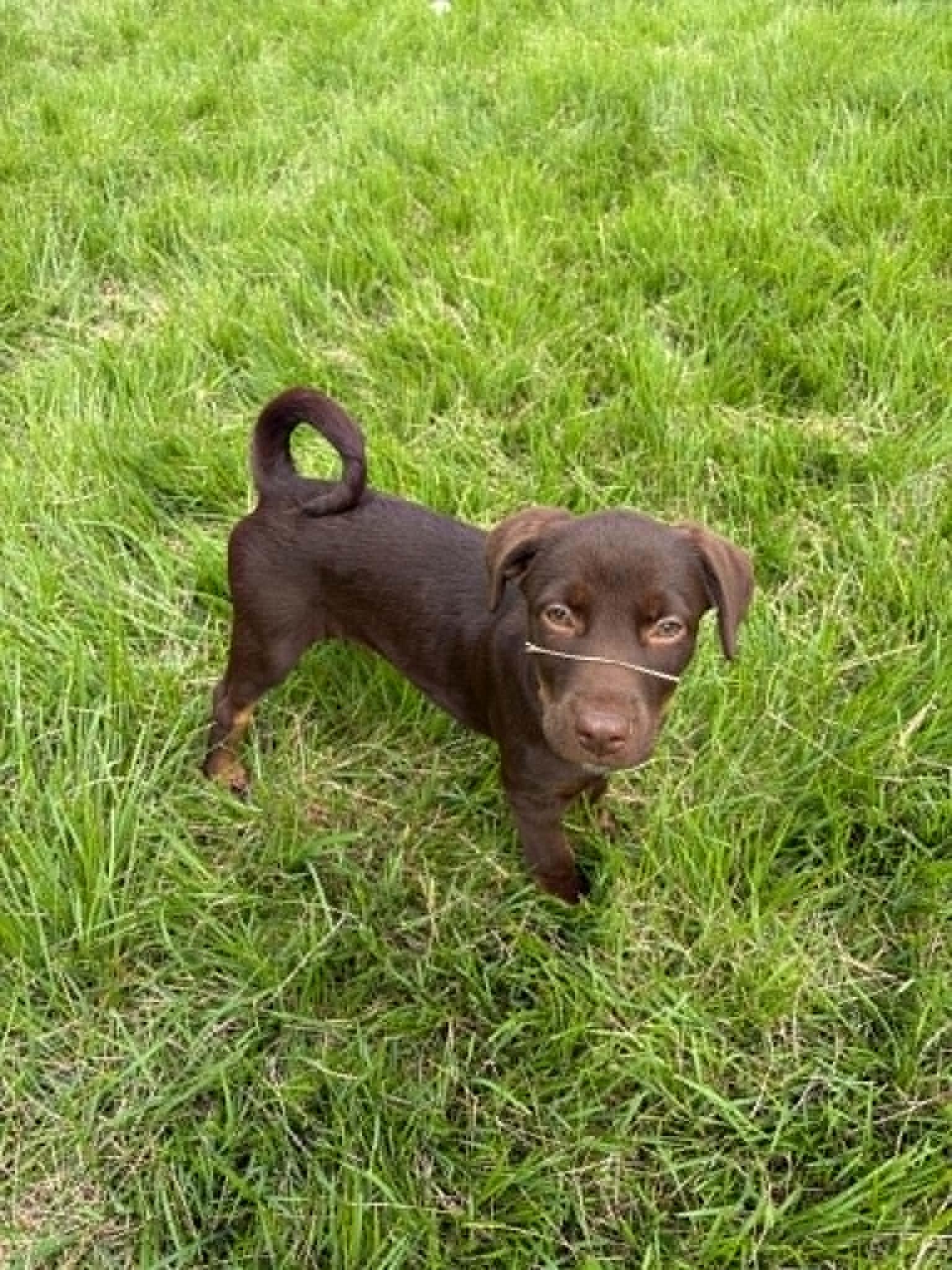 Enlarge Rowdy, a Adoptable Mixed Breed in Millersville, MD image 2/2