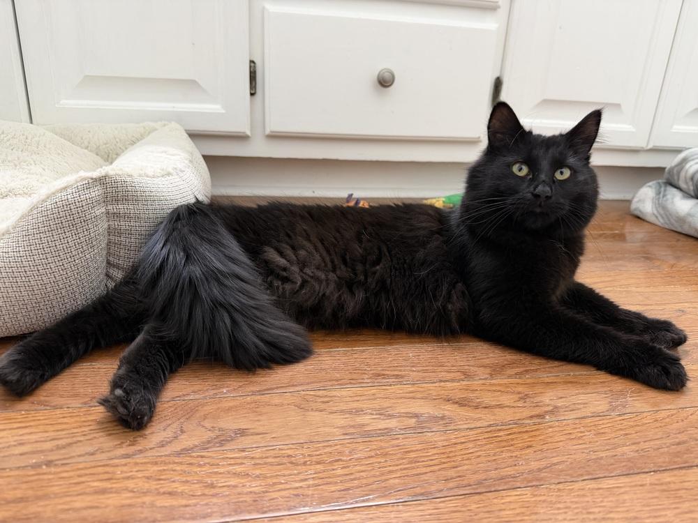 Kat Harington, Adoptable, Young Male Domestic Long Hair.