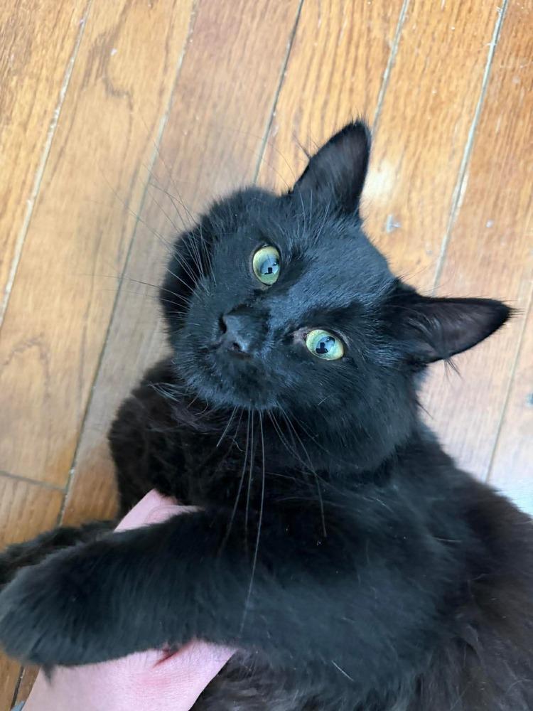 Kat Harington, Adoptable, Young Male Domestic Medium Hair.