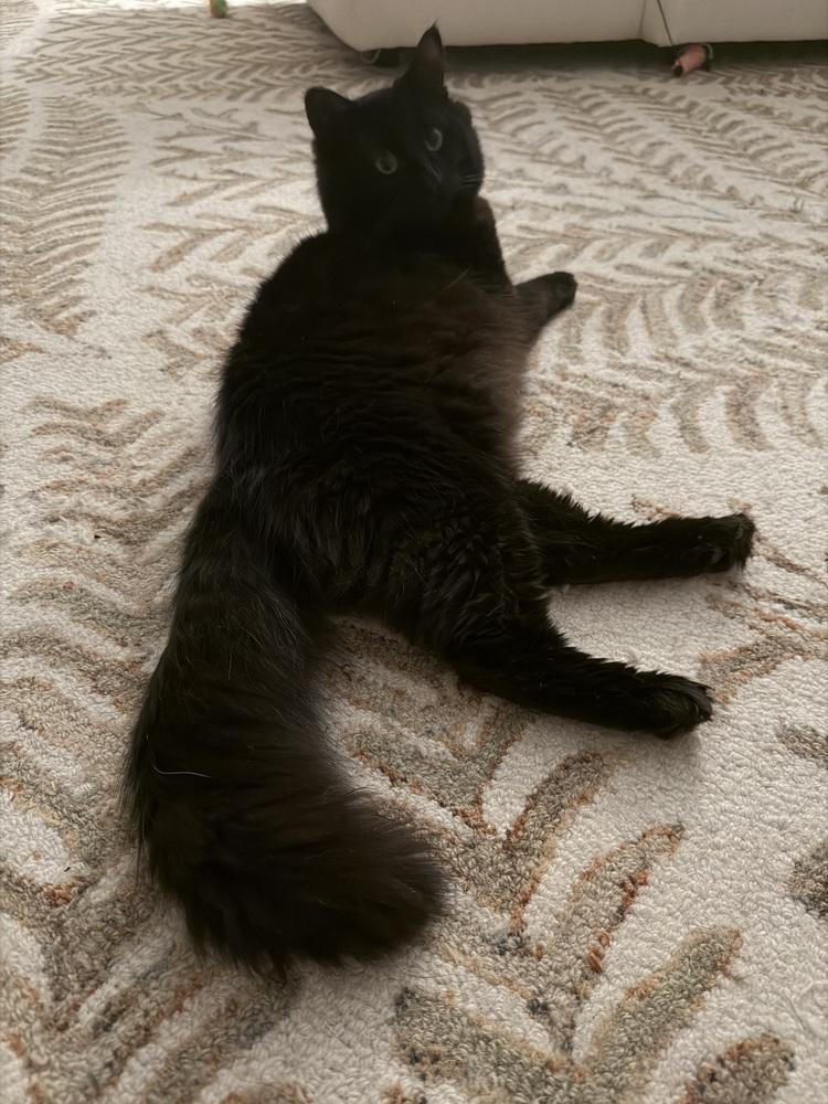 Enlarge Kat Harington, a Adoptable mixed breed in WARNER ROBINS, GA image 5/6