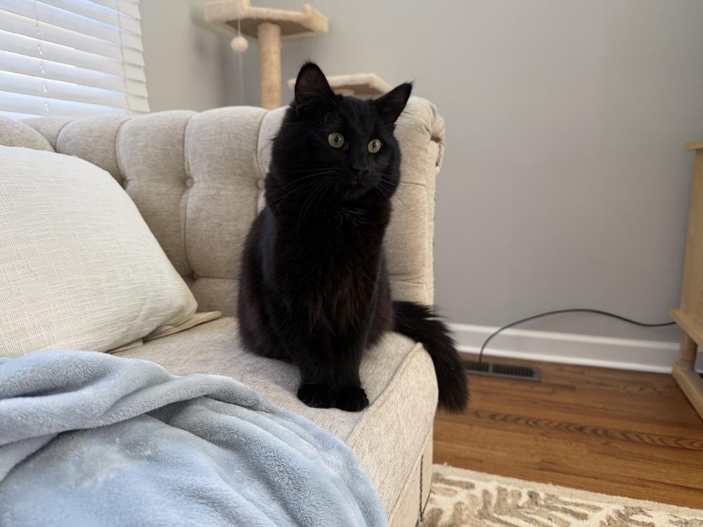 Enlarge Kat Harington, a Adoptable mixed breed in WARNER ROBINS, GA image 6/6