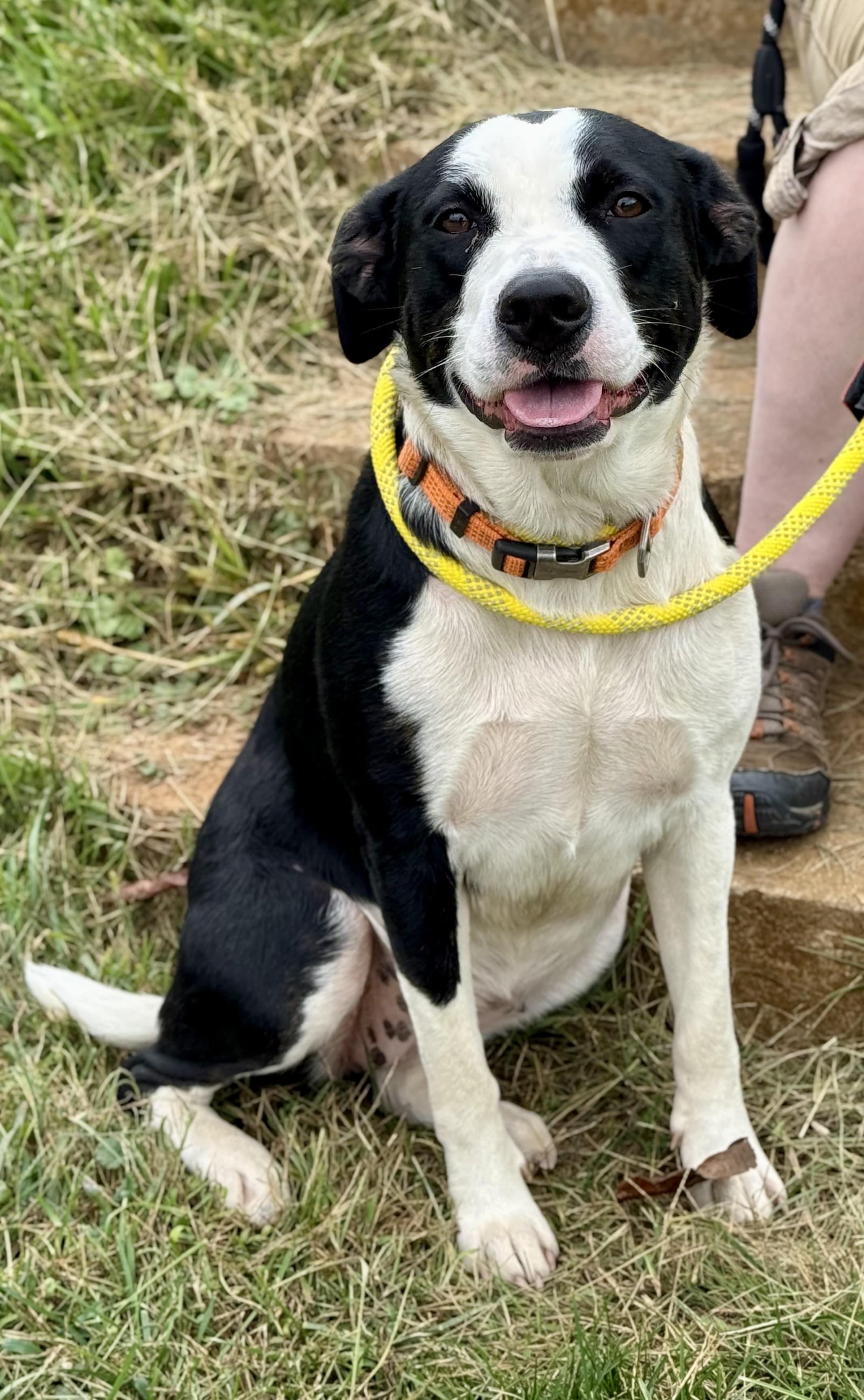 Precious, Adoptable, Adult Female Border Collie & Mountain Cur.