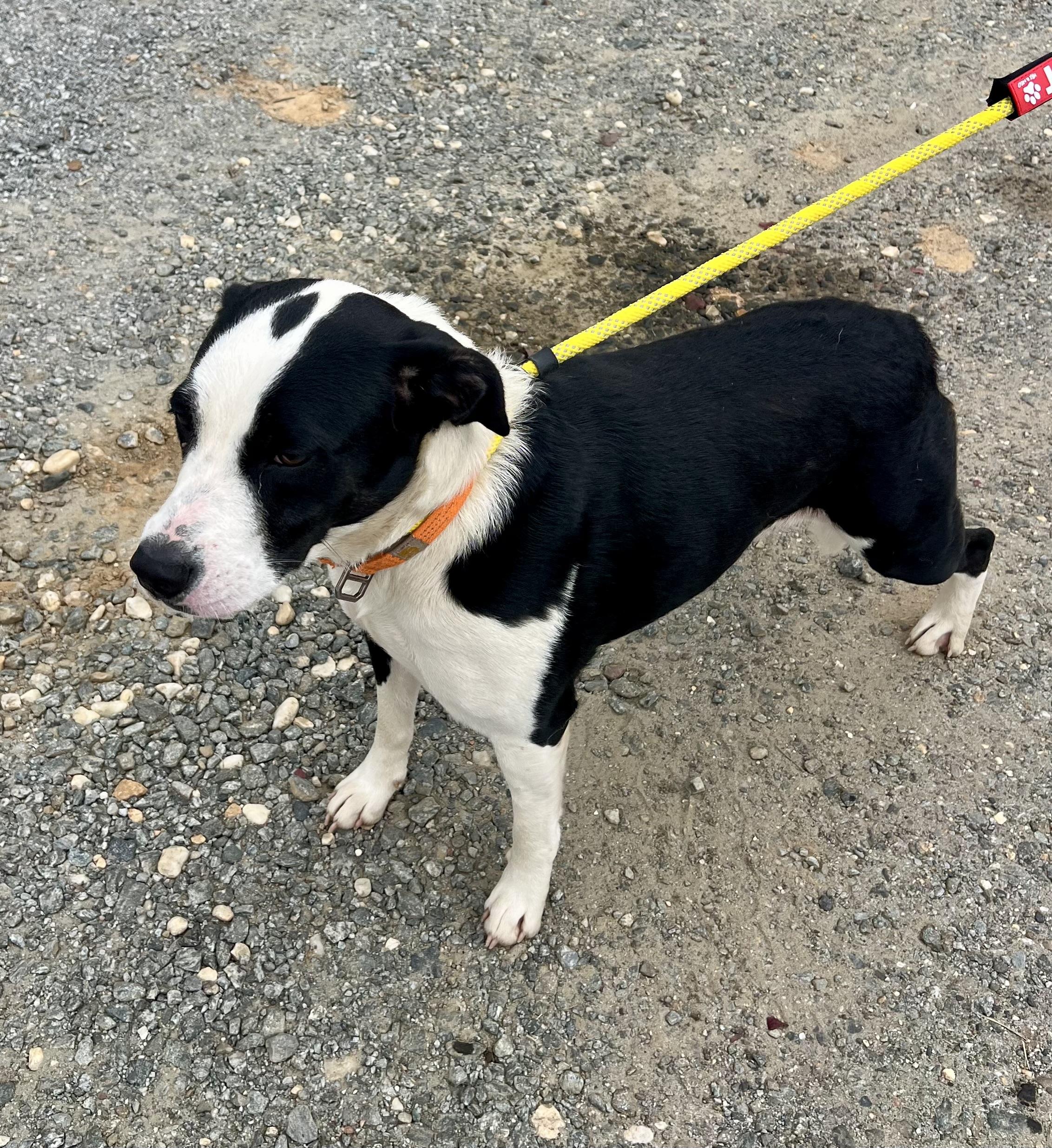 Enlarge Precious, a Adoptable mixed breed in sparta, NC image 5/5