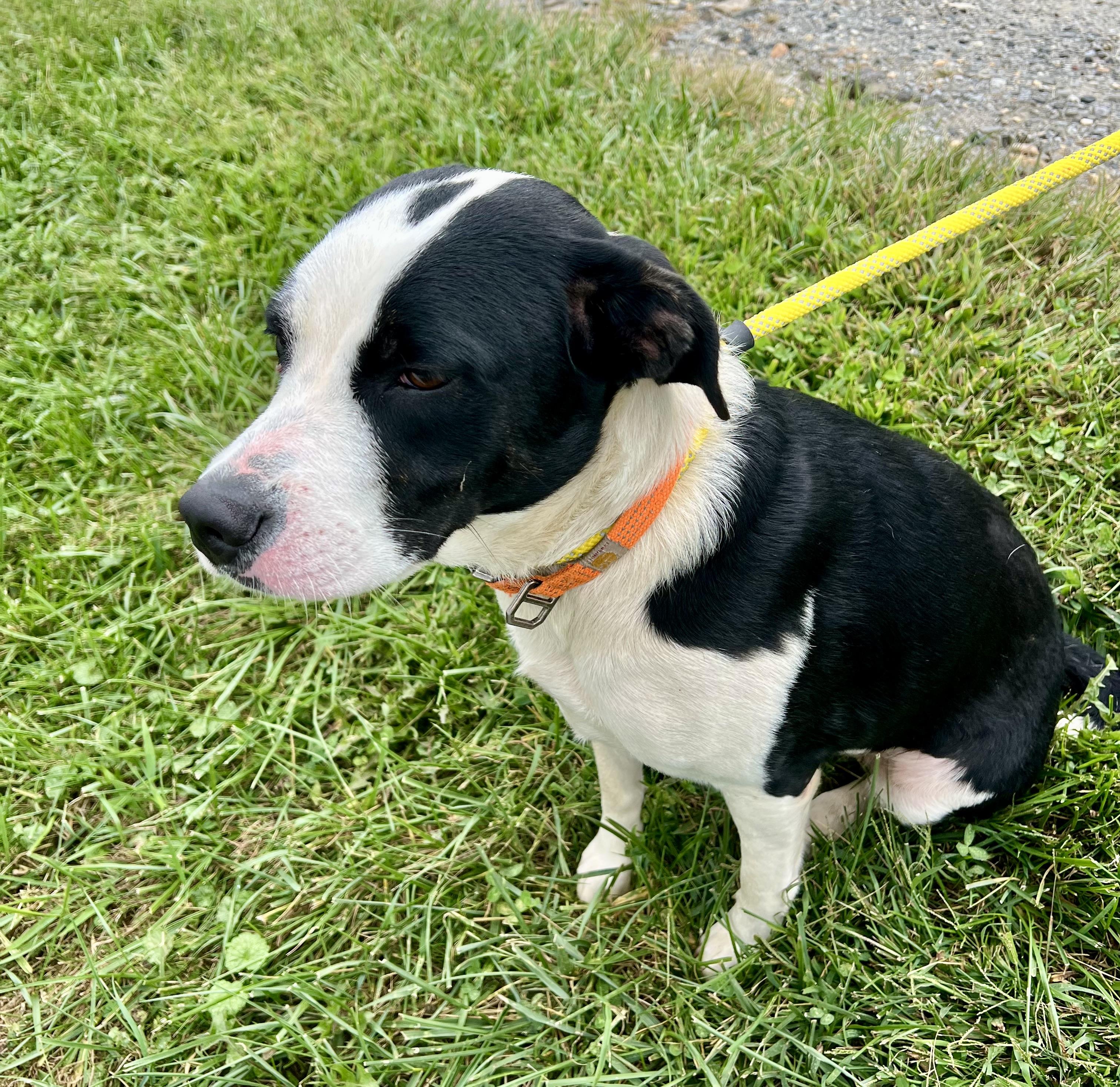 Enlarge Precious, a Adoptable mixed breed in sparta, NC image 3/5
