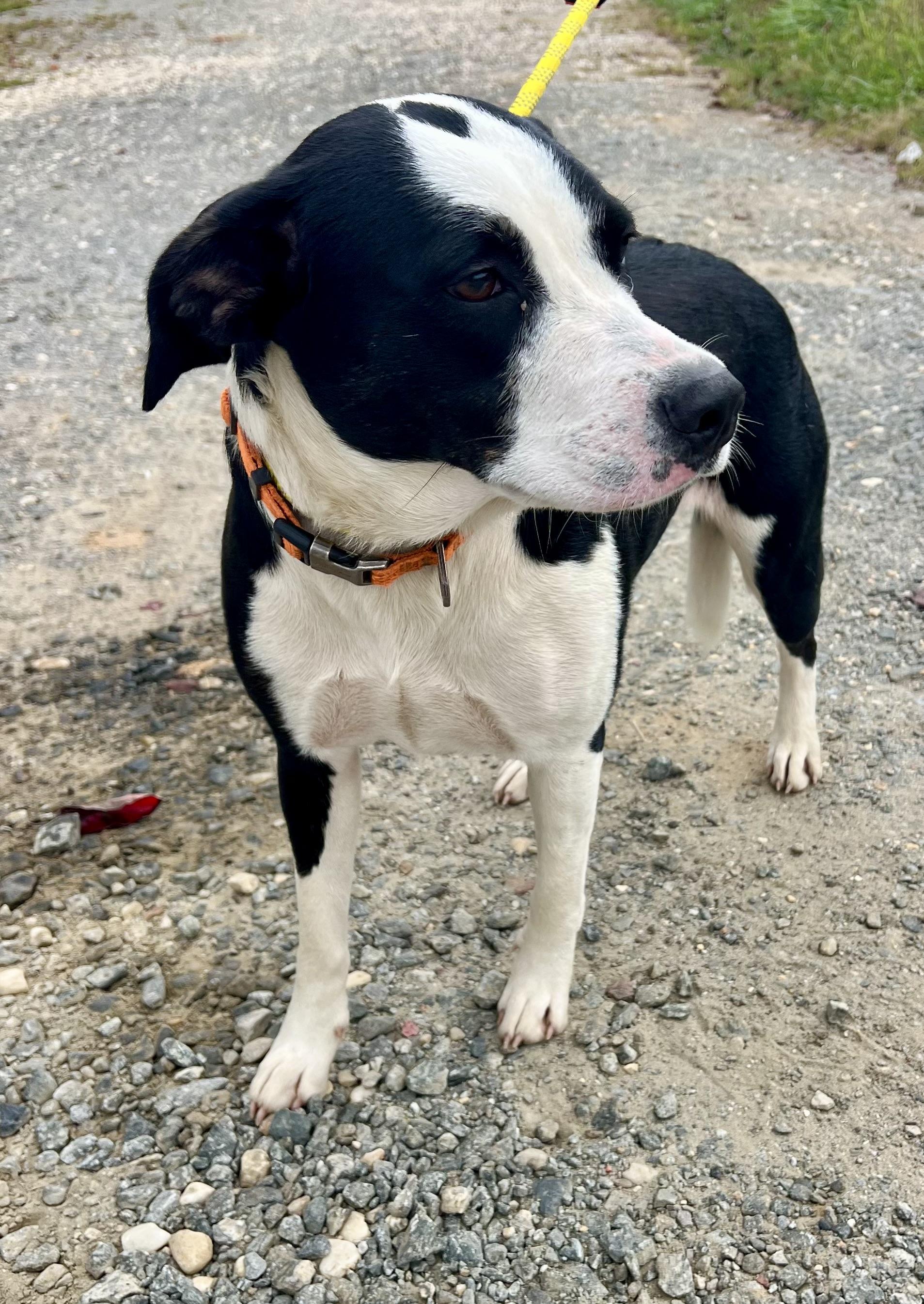Enlarge Precious, a Adoptable mixed breed in sparta, NC image 4/5