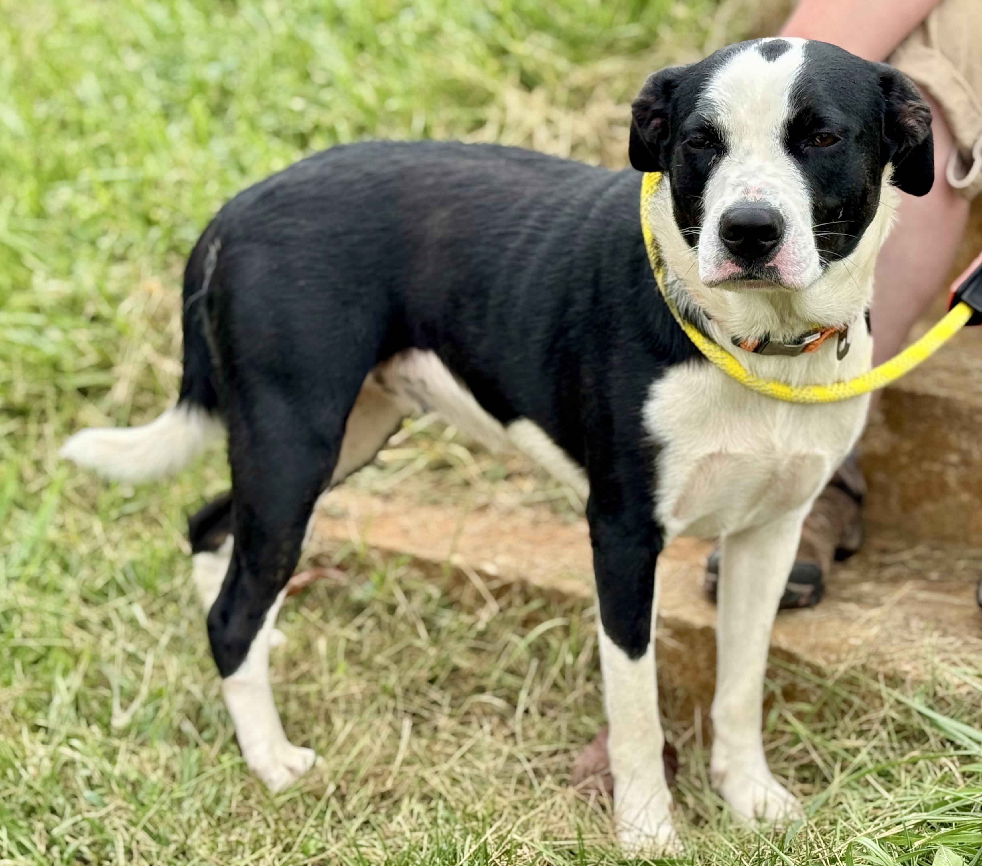 Enlarge Precious, a Adoptable mixed breed in sparta, NC image 2/5
