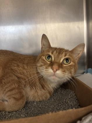 Charlie, ADOPTABLE, Adult Female Domestic Short Hair.