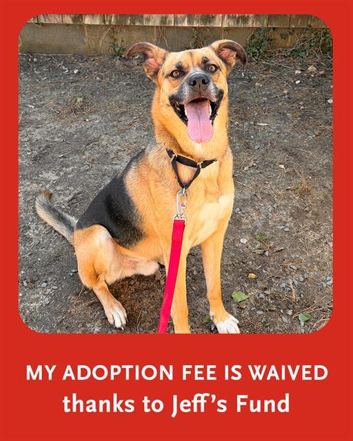 BEAR, Adoptable, Young Male German Shepherd Dog & Mixed Breed.