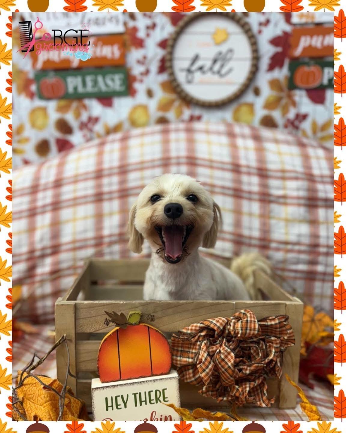 Mimi, an adoptable Maltipoo in Deltona, FL, 32725 | Photo Image 1