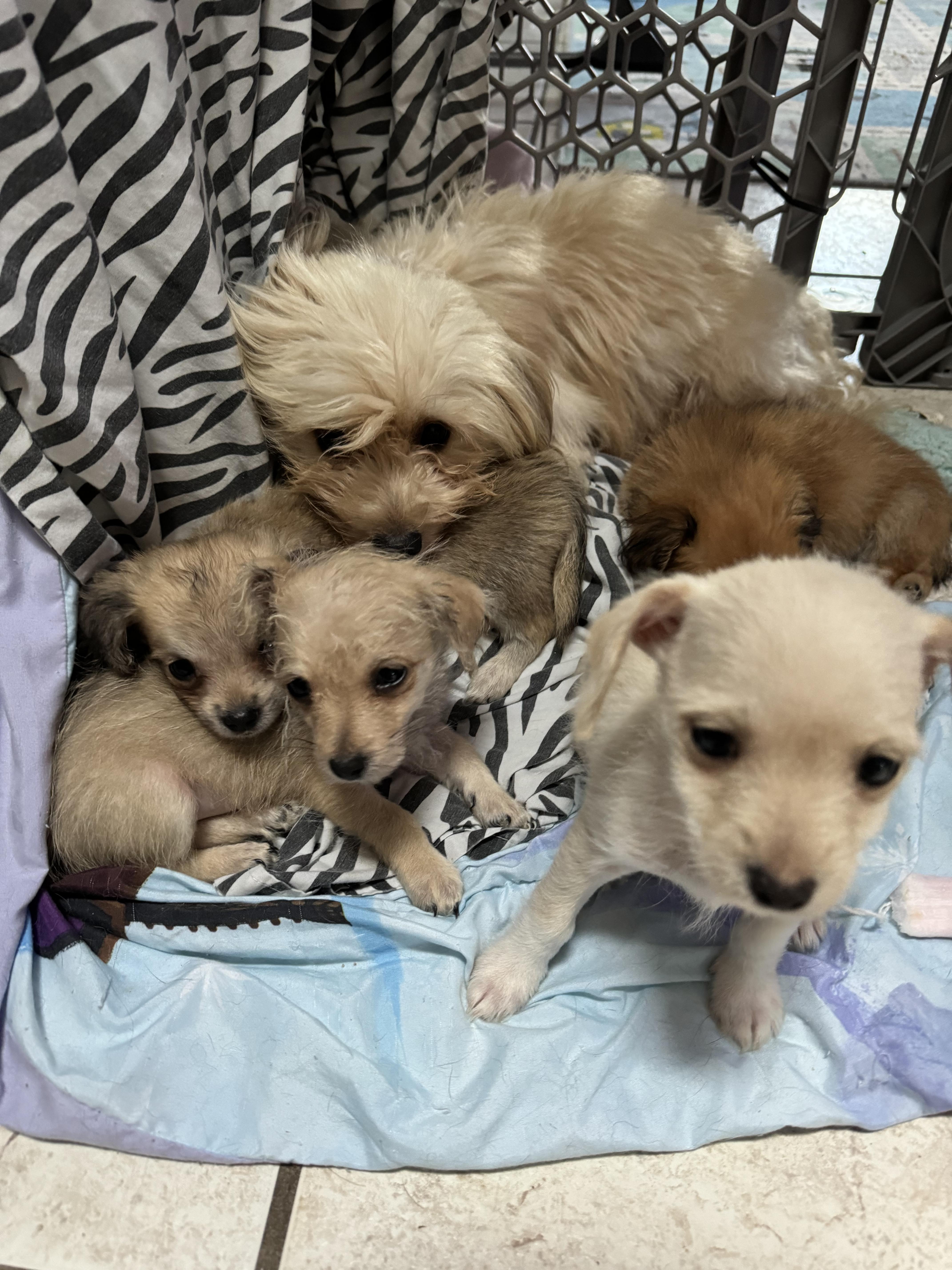 Mimi, an adoptable Maltipoo in Deltona, FL, 32725 | Photo Image 4