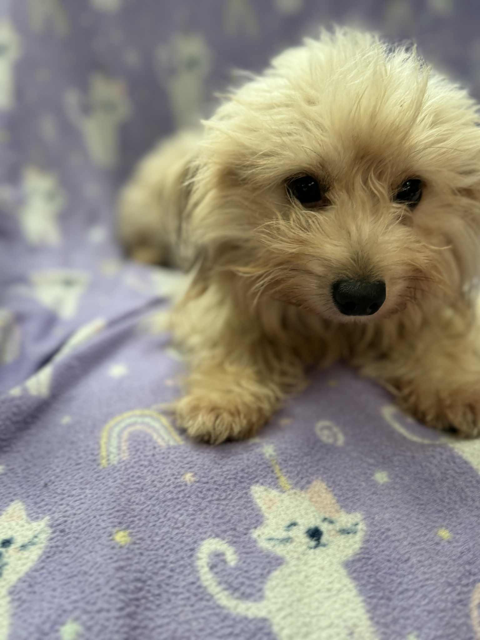 Mimi, an adoptable Maltipoo in Deltona, FL, 32725 | Photo Image 2