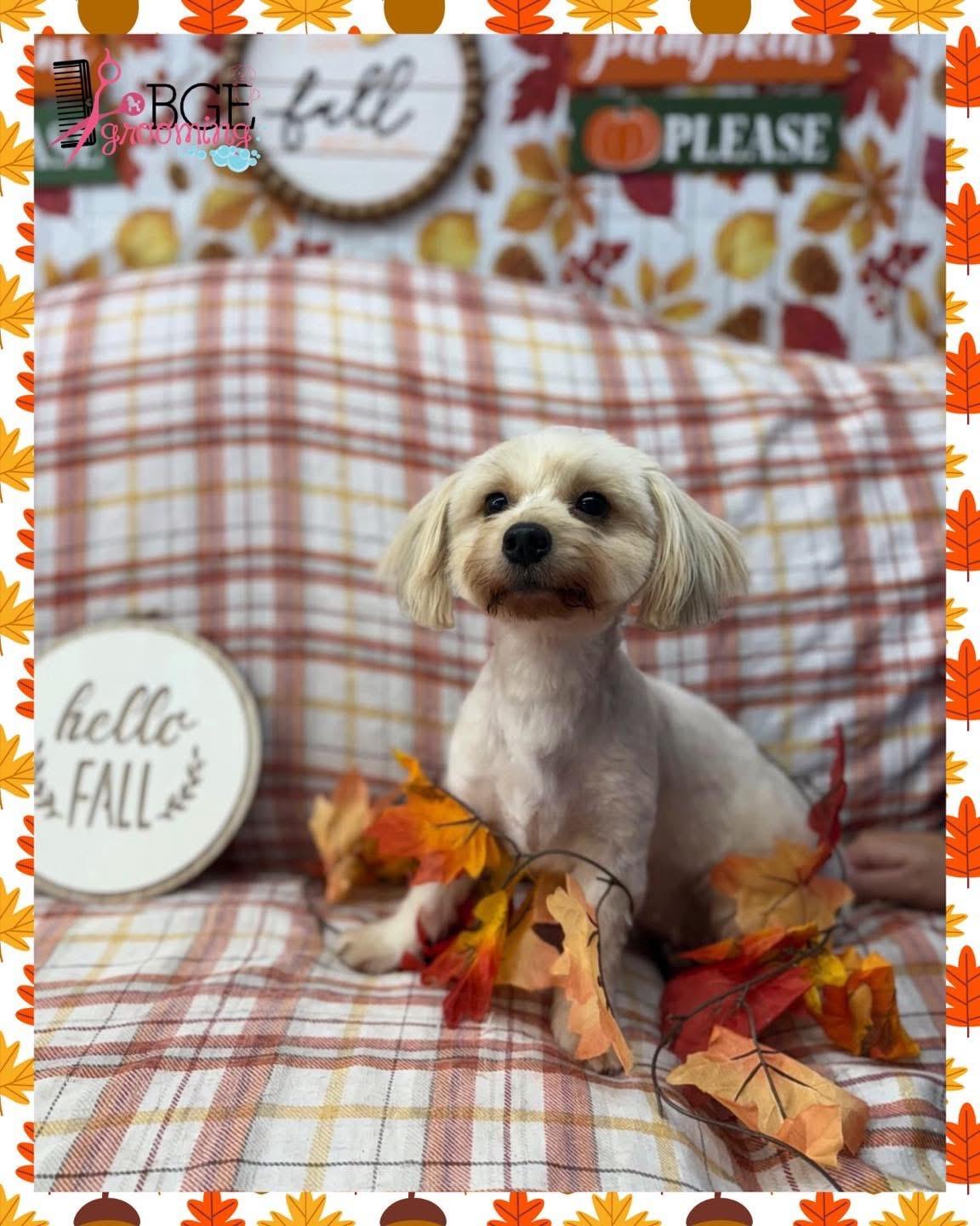 Mimi, an adoptable Maltipoo in Deltona, FL, 32725 | Photo Image 6