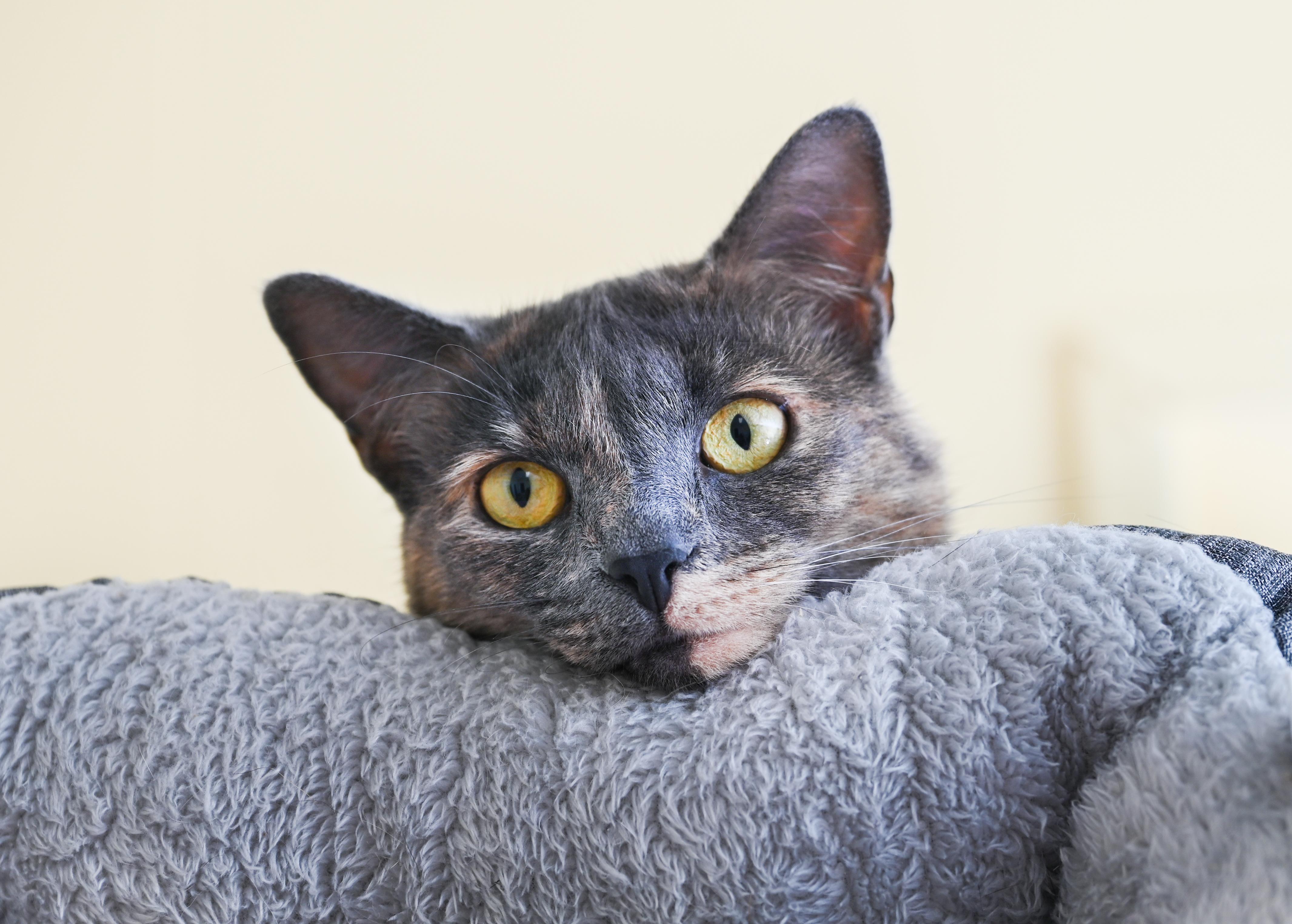Enlarge Faz , an adopted mixed breed in Chattanooga, TN image 4/6