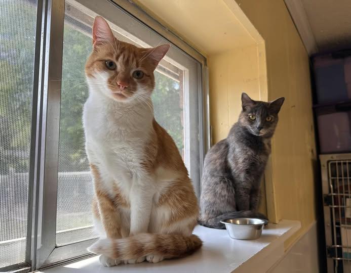 Enlarge Faz , an adopted mixed breed in Chattanooga, TN image 5/6