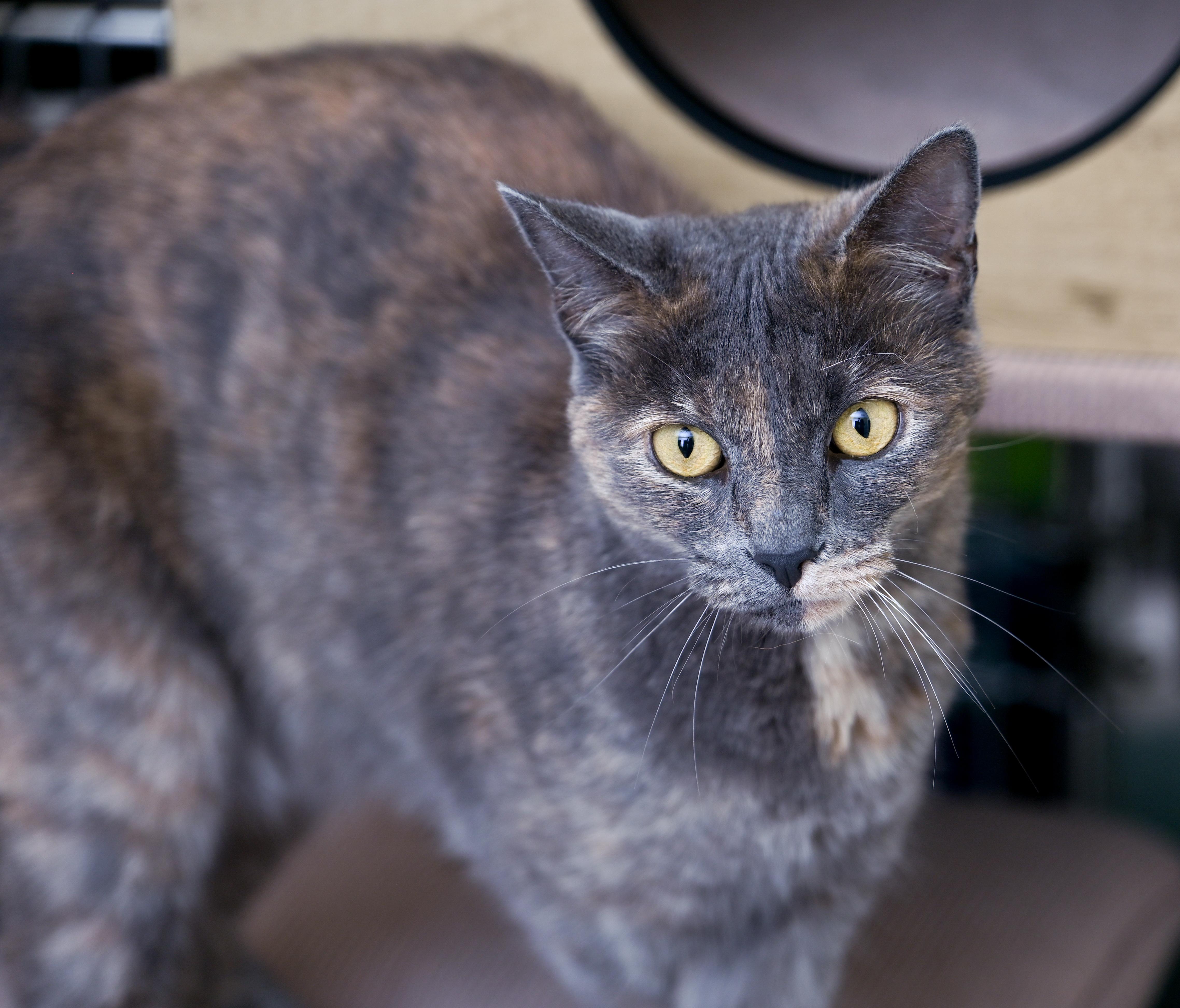 Enlarge Faz , an adopted mixed breed in Chattanooga, TN image 2/6