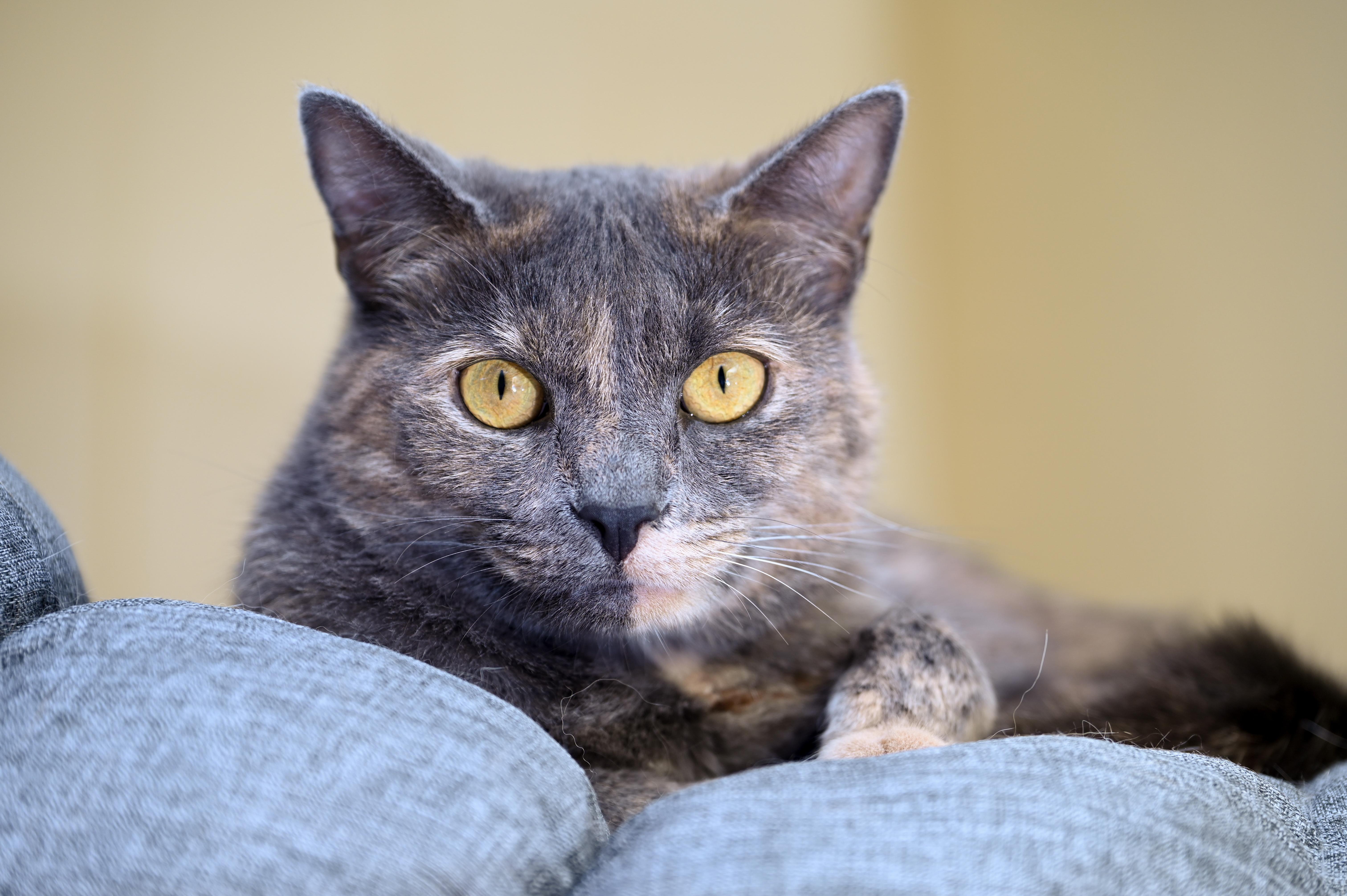 Enlarge Faz , an adopted mixed breed in Chattanooga, TN image 3/6