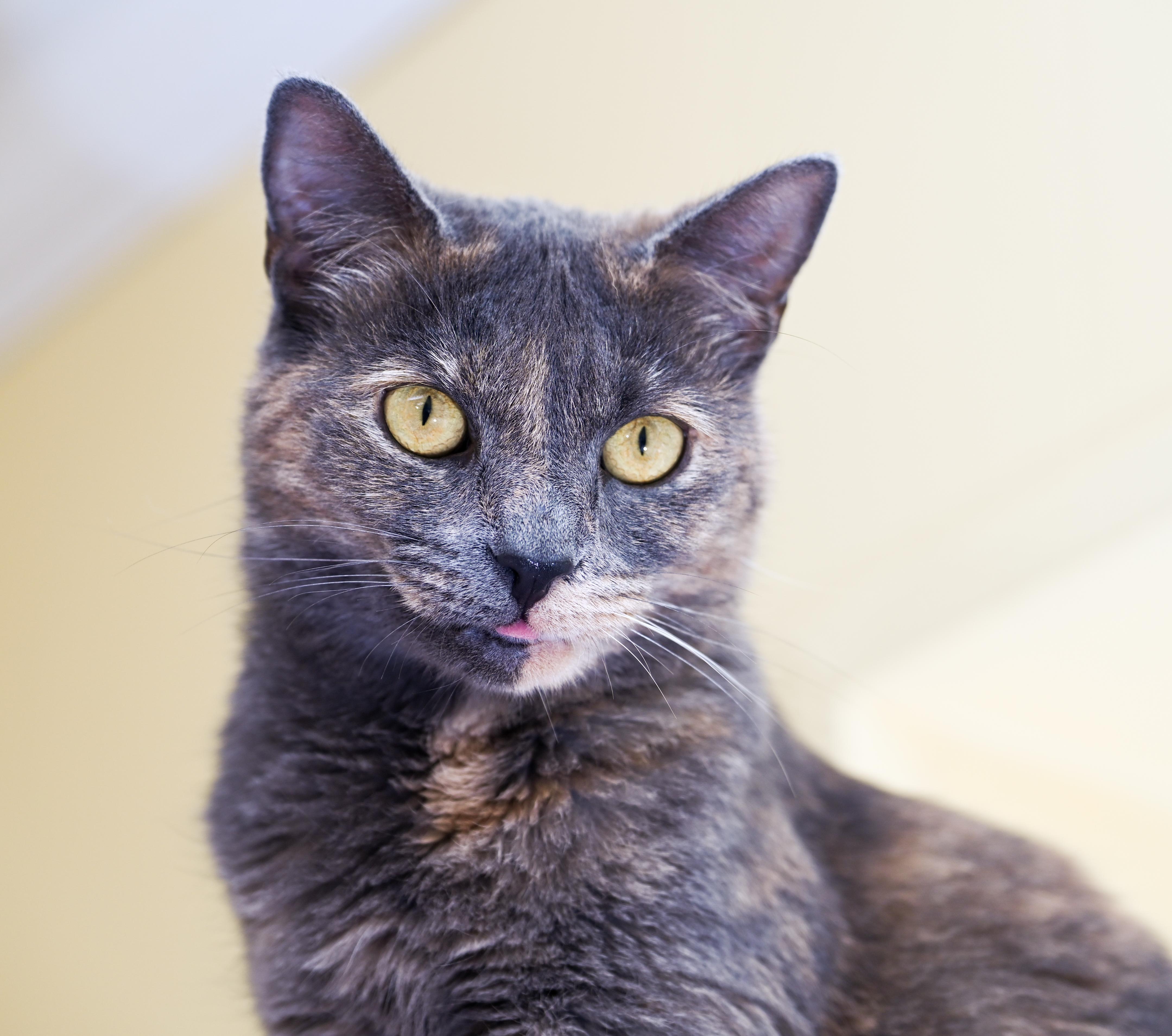 Enlarge Faz , an adopted mixed breed in Chattanooga, TN image 1/6