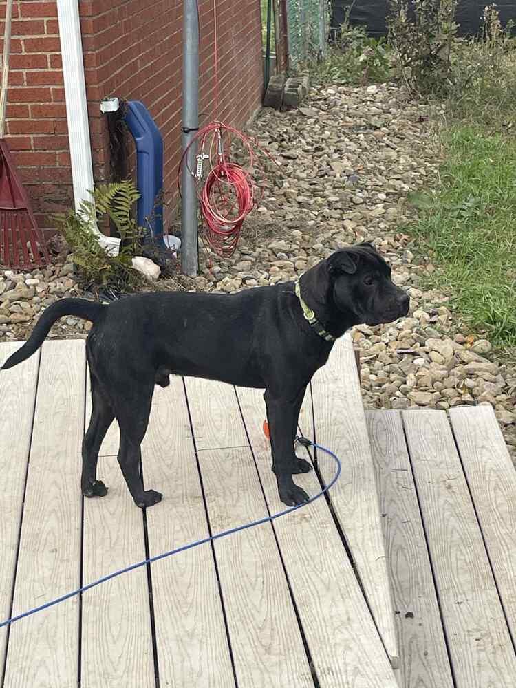 Manny, a Adopted mixed breed in Irwin, PA image 1/6