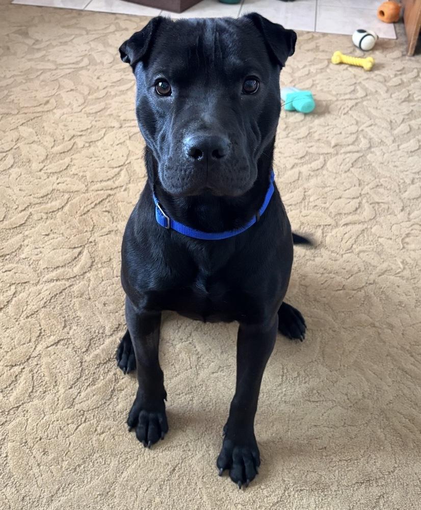Manny, Adopted, Puppy Male Shar-Pei.