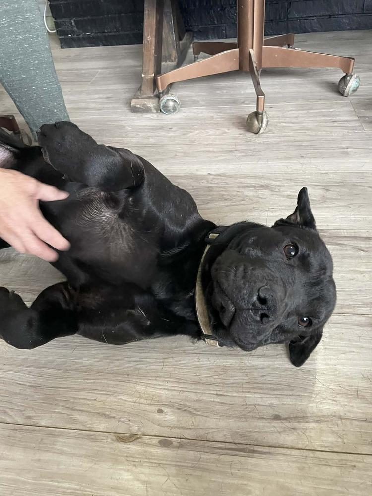 Manny, a Adopted mixed breed in Irwin, PA image 2/6