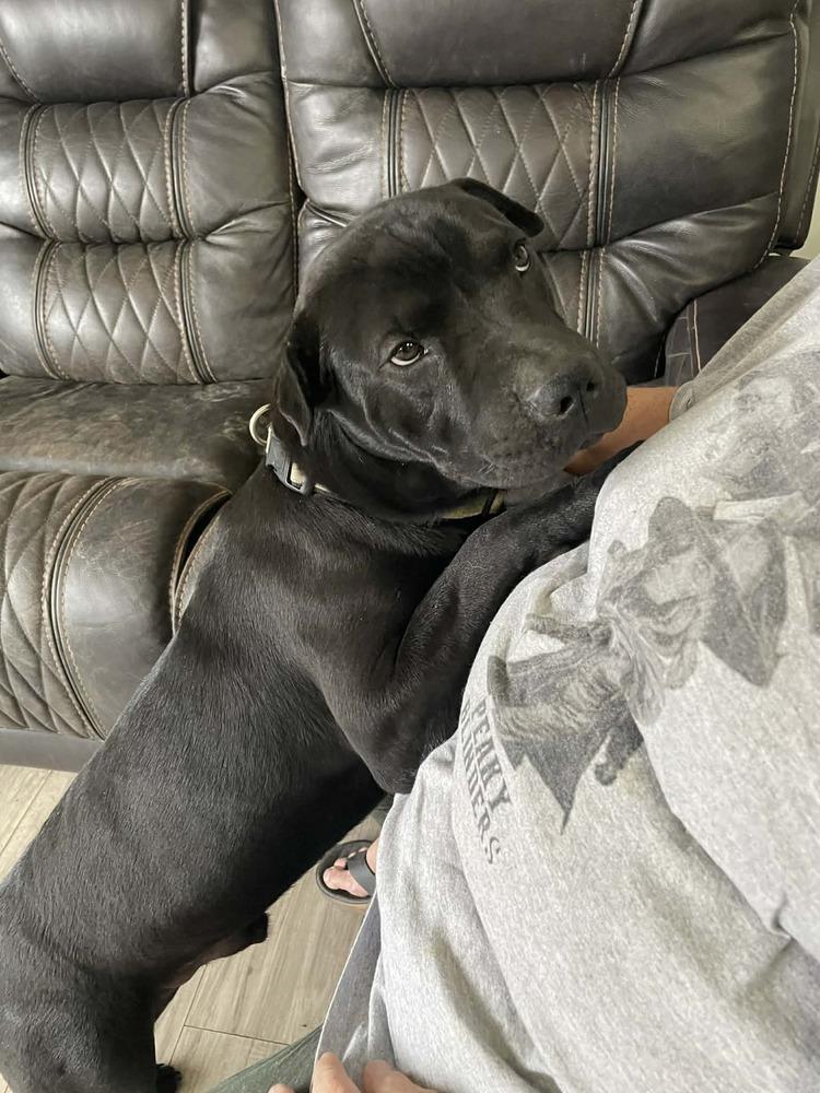 Manny, a Adopted mixed breed in Irwin, PA image 3/6