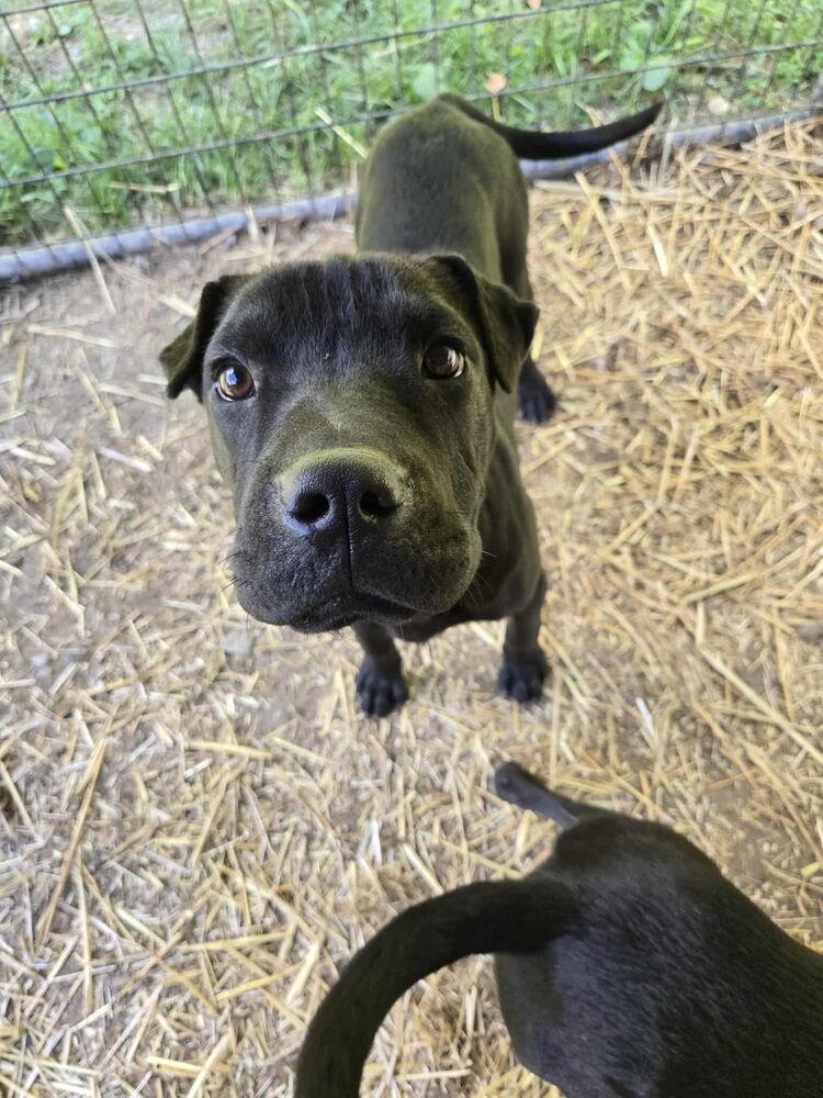 Manny, a Adopted mixed breed in Irwin, PA image 4/6