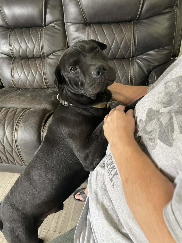 Manny, a Adopted mixed breed in Irwin, PA image 5/6