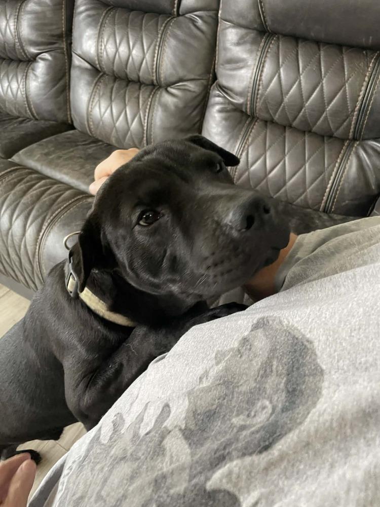 Manny, Adopted, Puppy Male Shar-Pei.