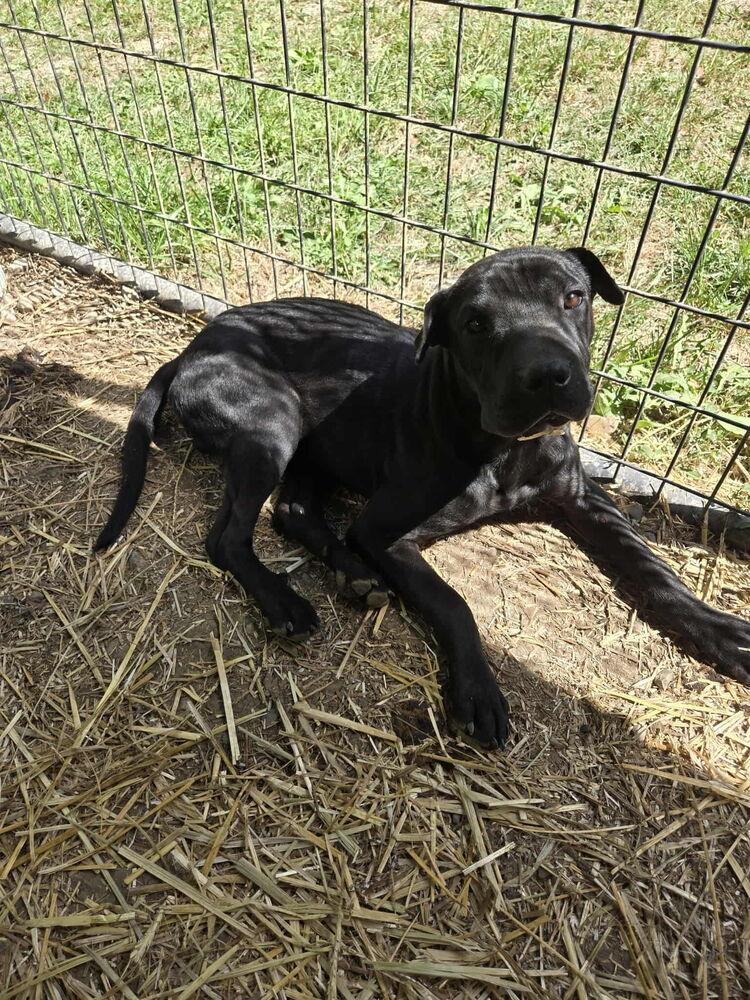 Enlarge Manny, a Adopted mixed breed in Irwin, PA image 6/6