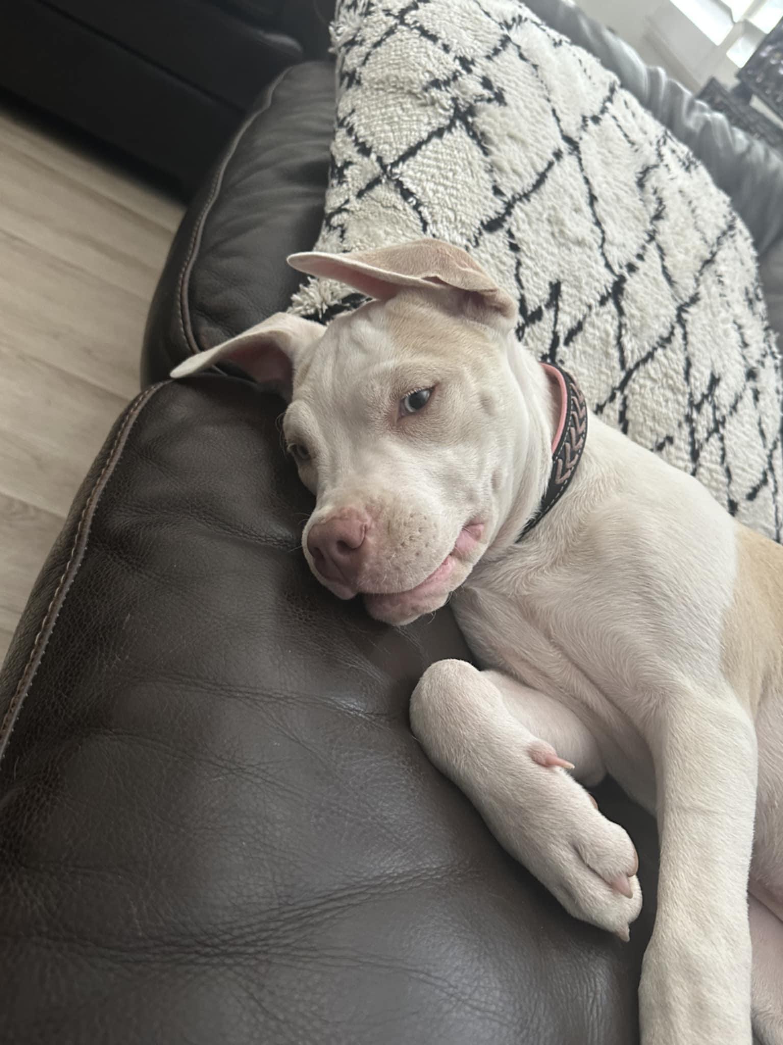 Daisy
