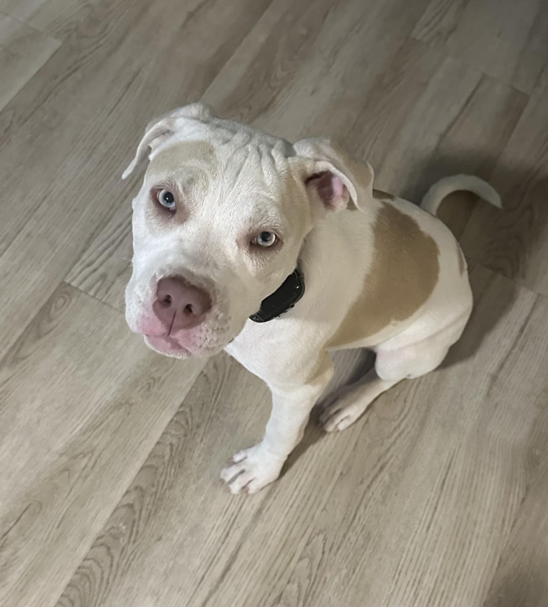 Daisy
