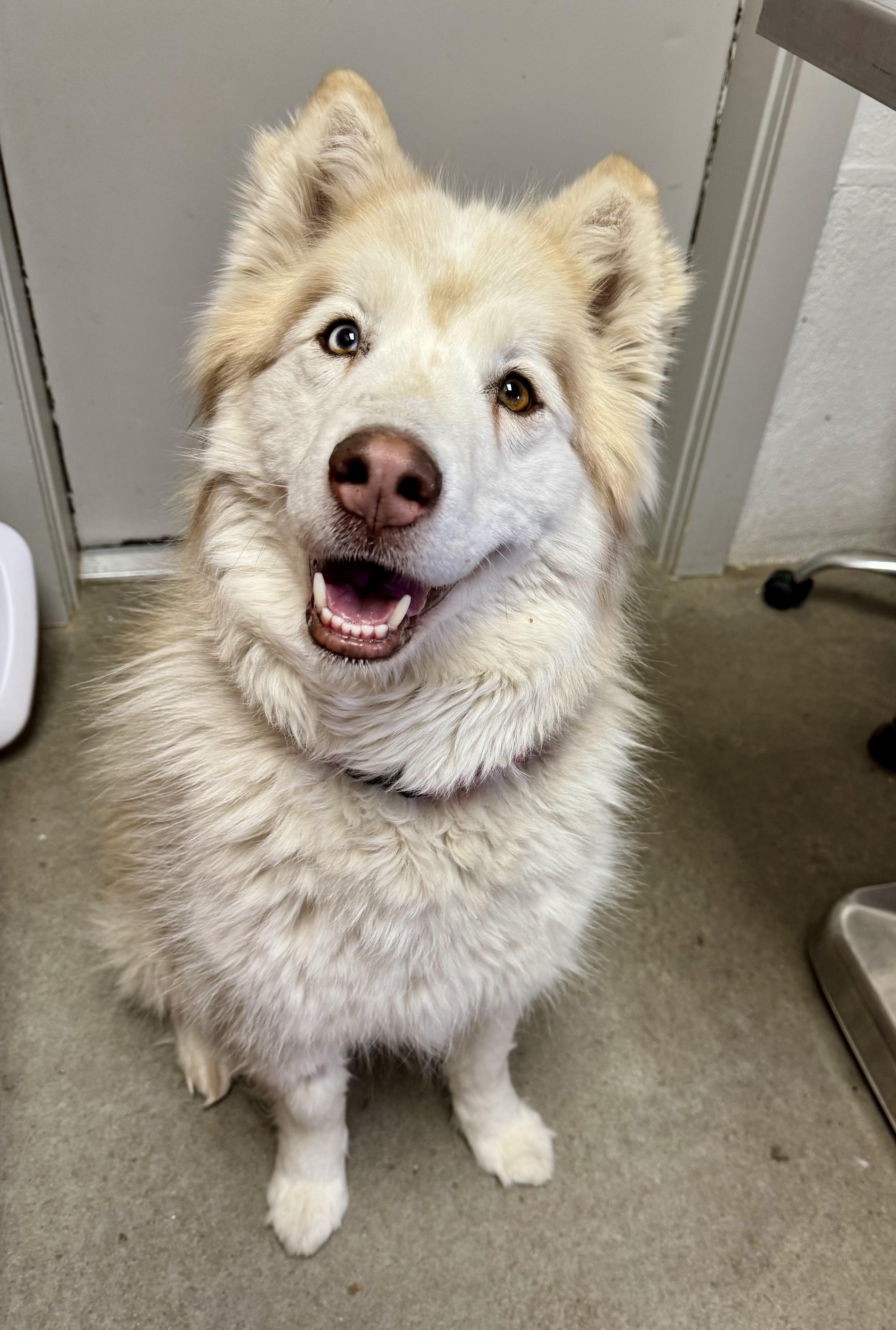 Maya, ADOPTABLE, Adult Female Siberian Husky.
