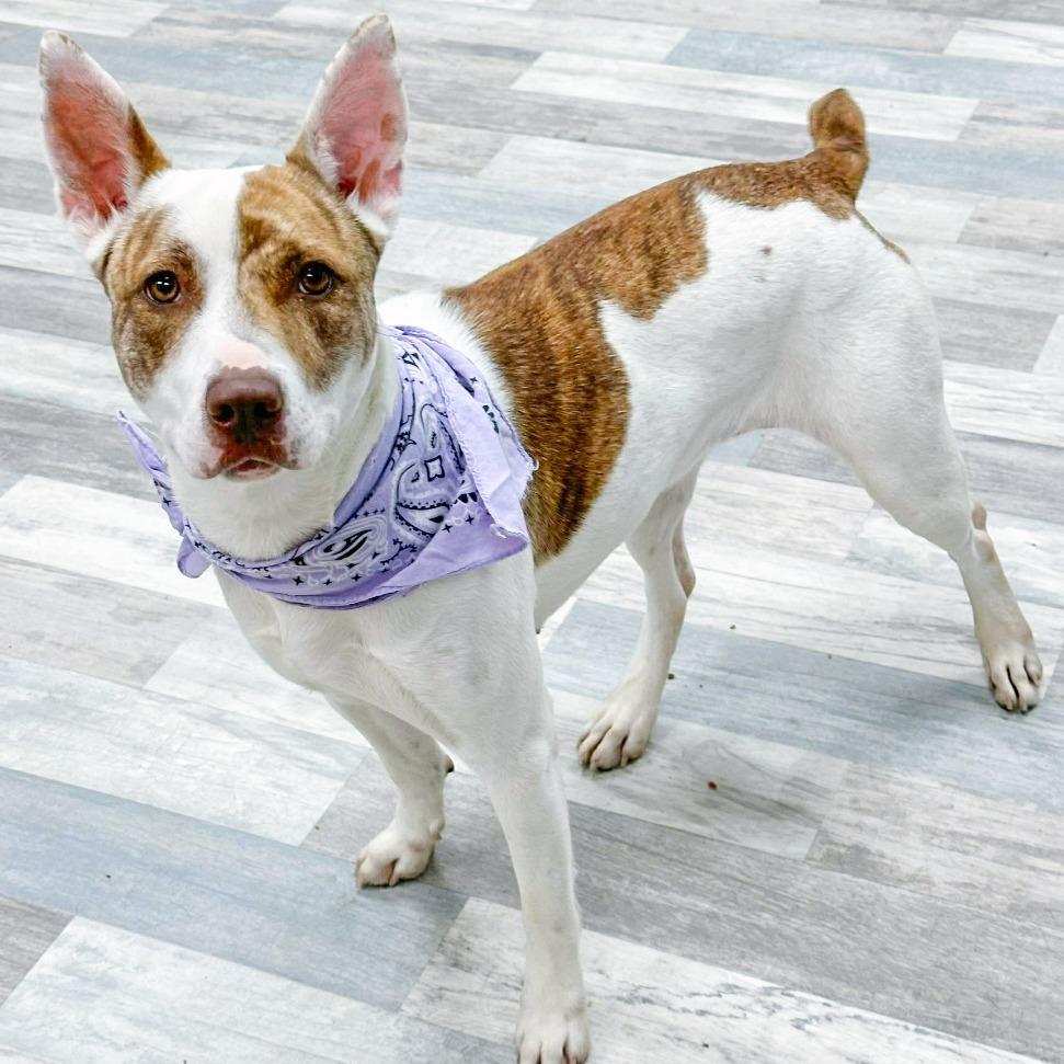 Enlarge Willow, a Adoptable Mixed Breed in Lufkin, TX image 1/3