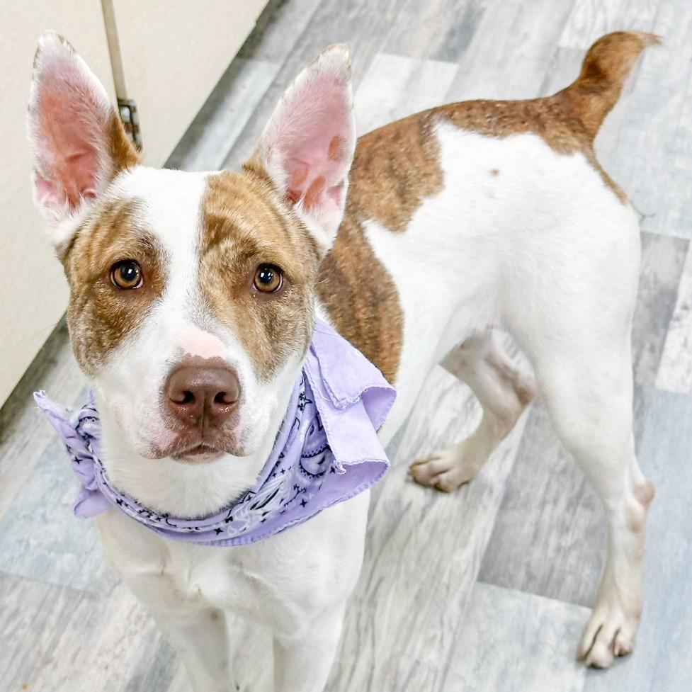 Enlarge Willow, a Adoptable Mixed Breed in Lufkin, TX image 2/3