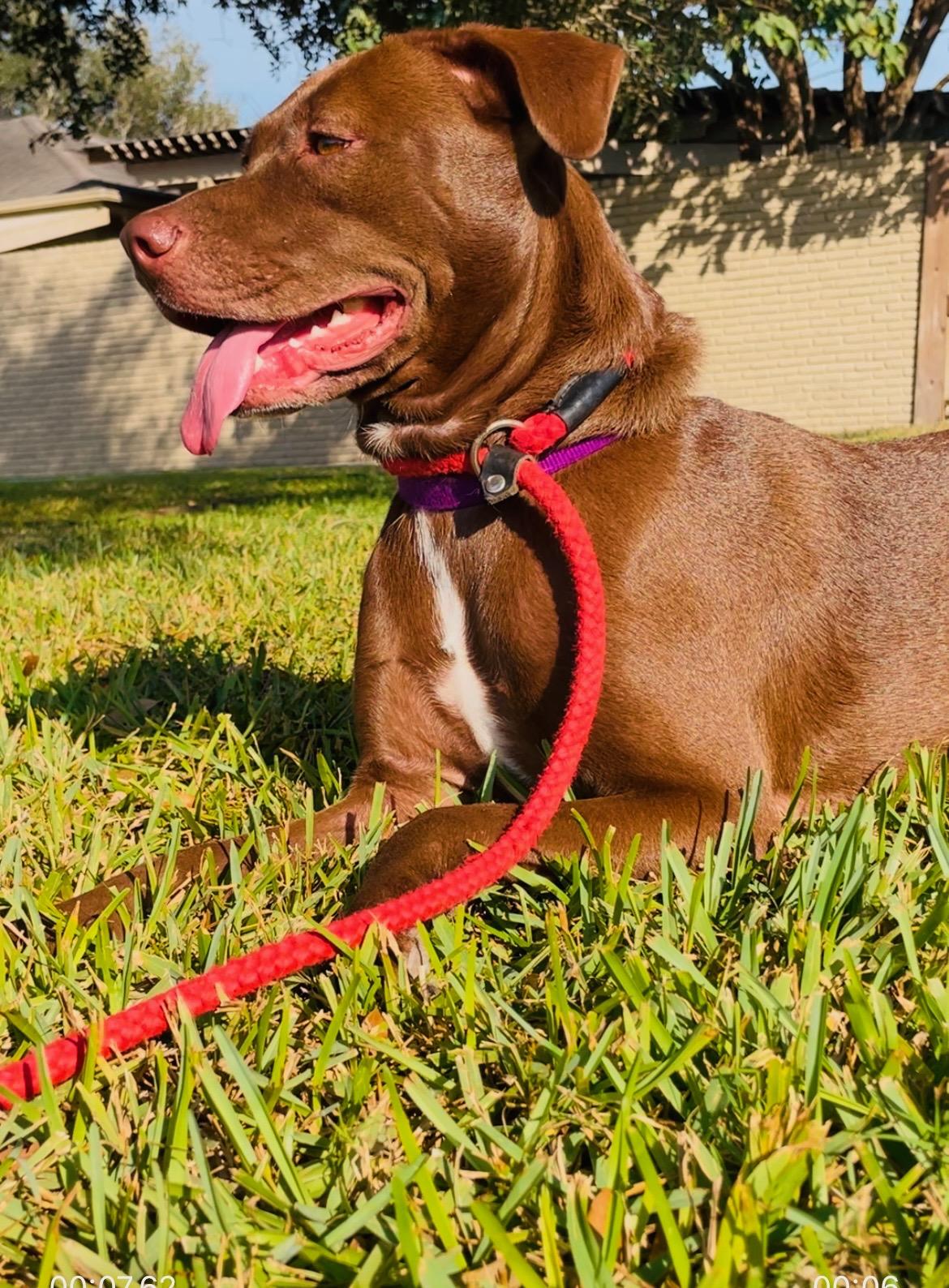 Cindy, Adult Female Chocolate Labrador Retriever