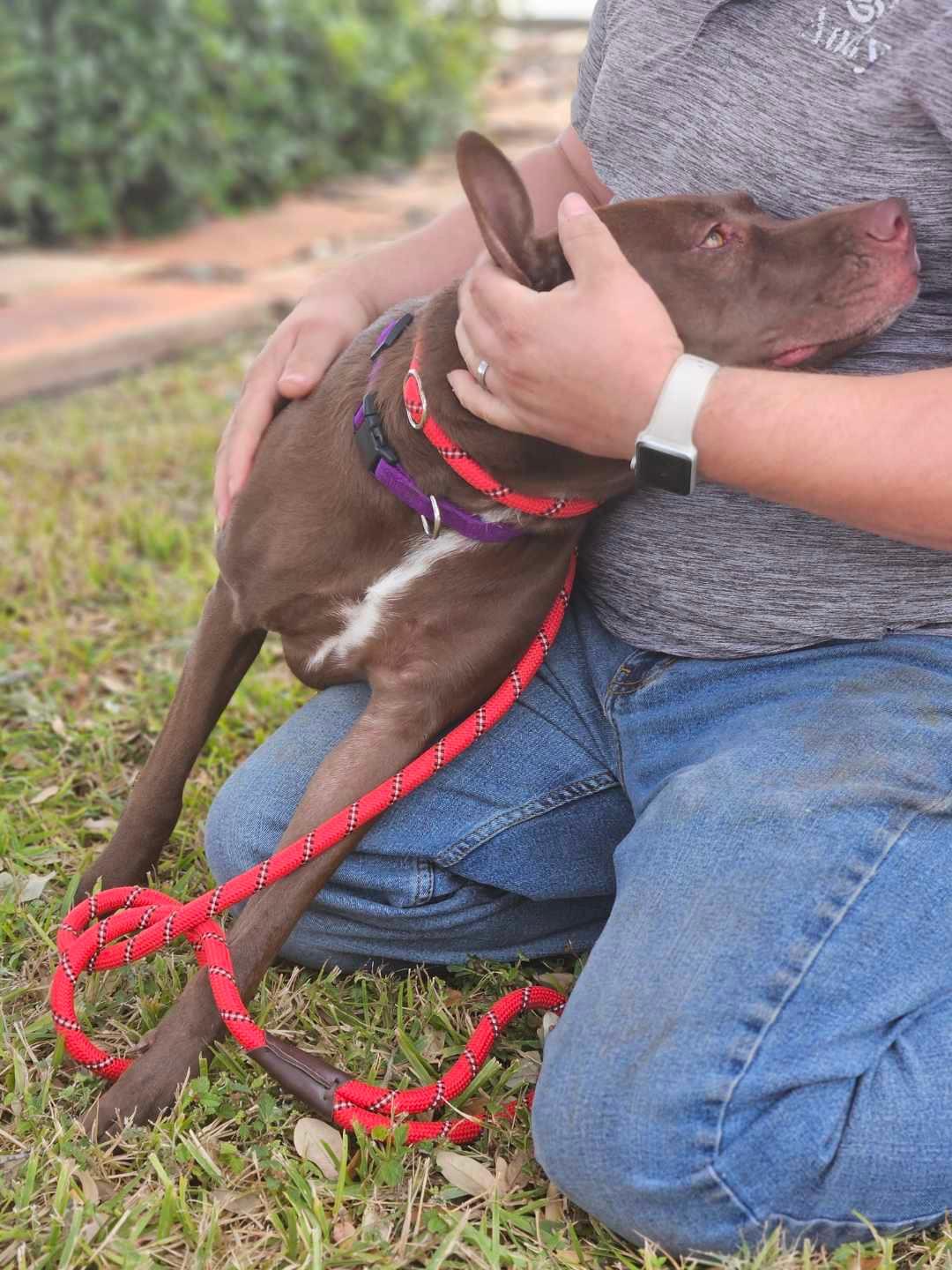 Enlarge Cindy, a Adoptable mixed breed in Corpus Christi, TX image 2/4
