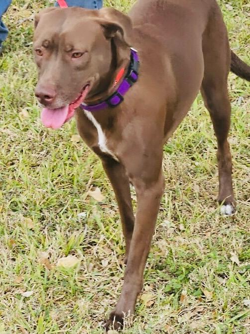 Enlarge Cindy, a Adoptable mixed breed in Corpus Christi, TX image 3/4