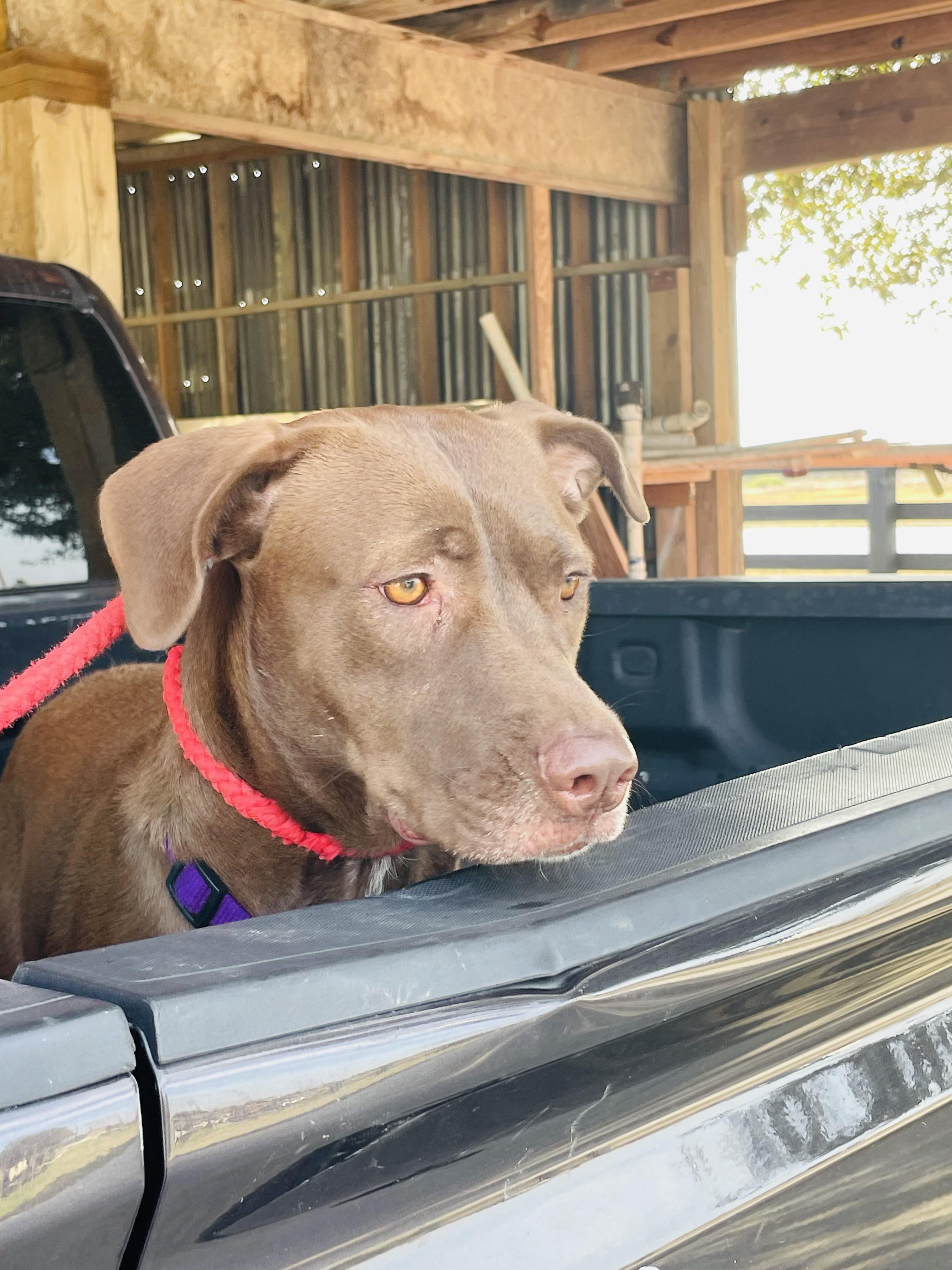 Enlarge Cindy, a Adoptable mixed breed in Corpus Christi, TX image 4/4