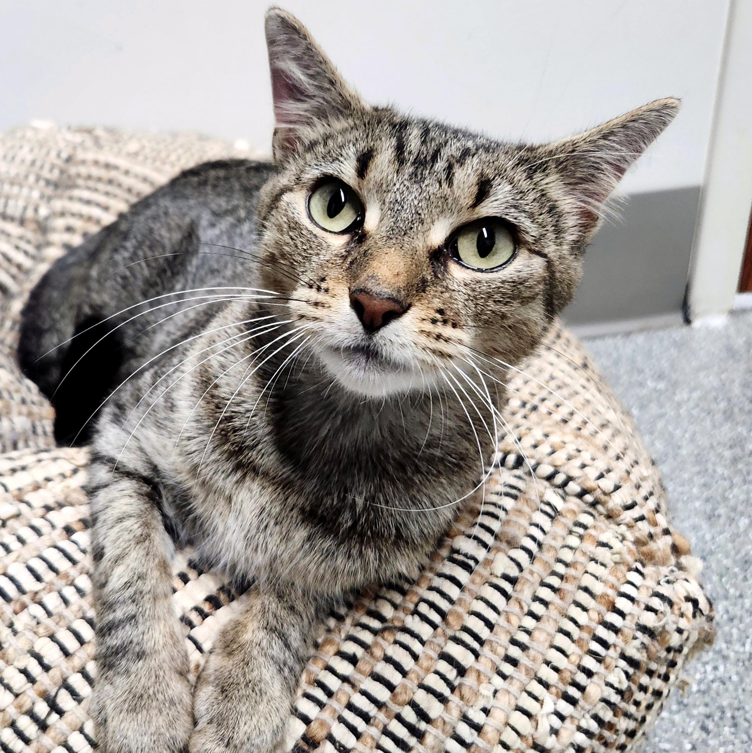 Enlarge Penelope, a Adoptable Domestic Short Hair in Pittsburgh, PA image 5/6