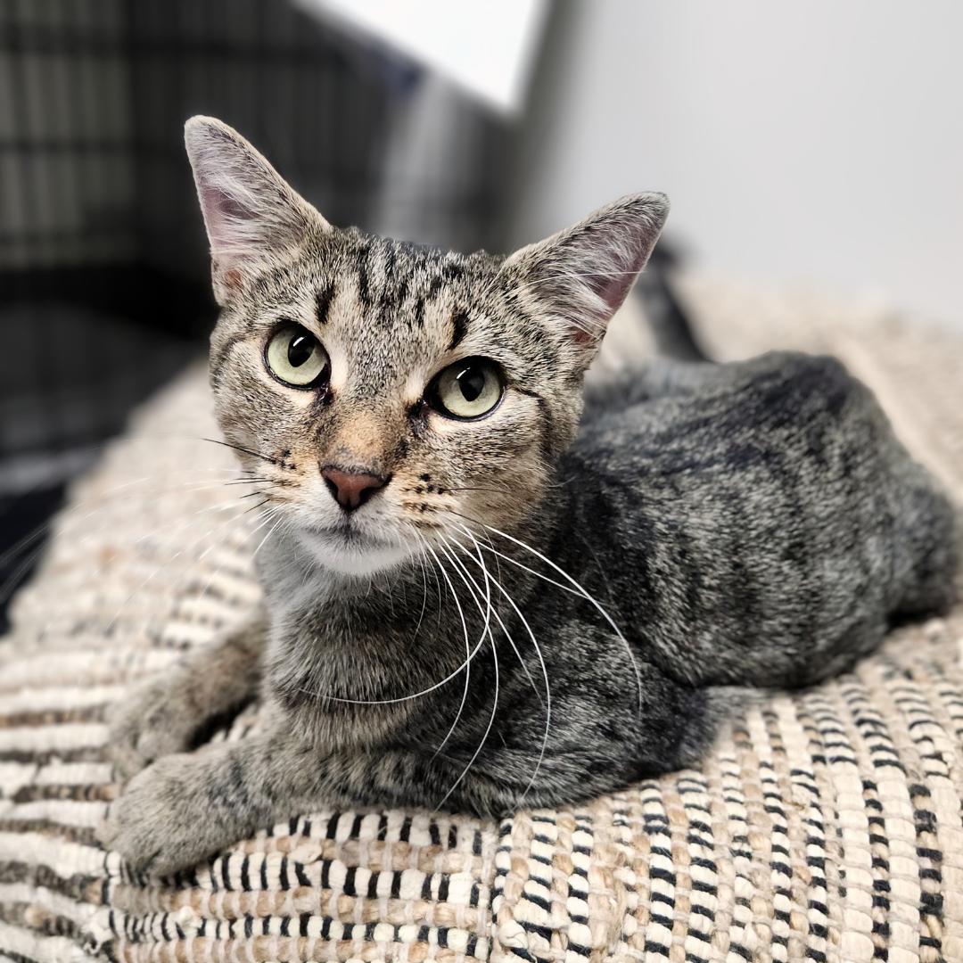 Enlarge Penelope, a Adoptable Domestic Short Hair in Pittsburgh, PA image 3/6