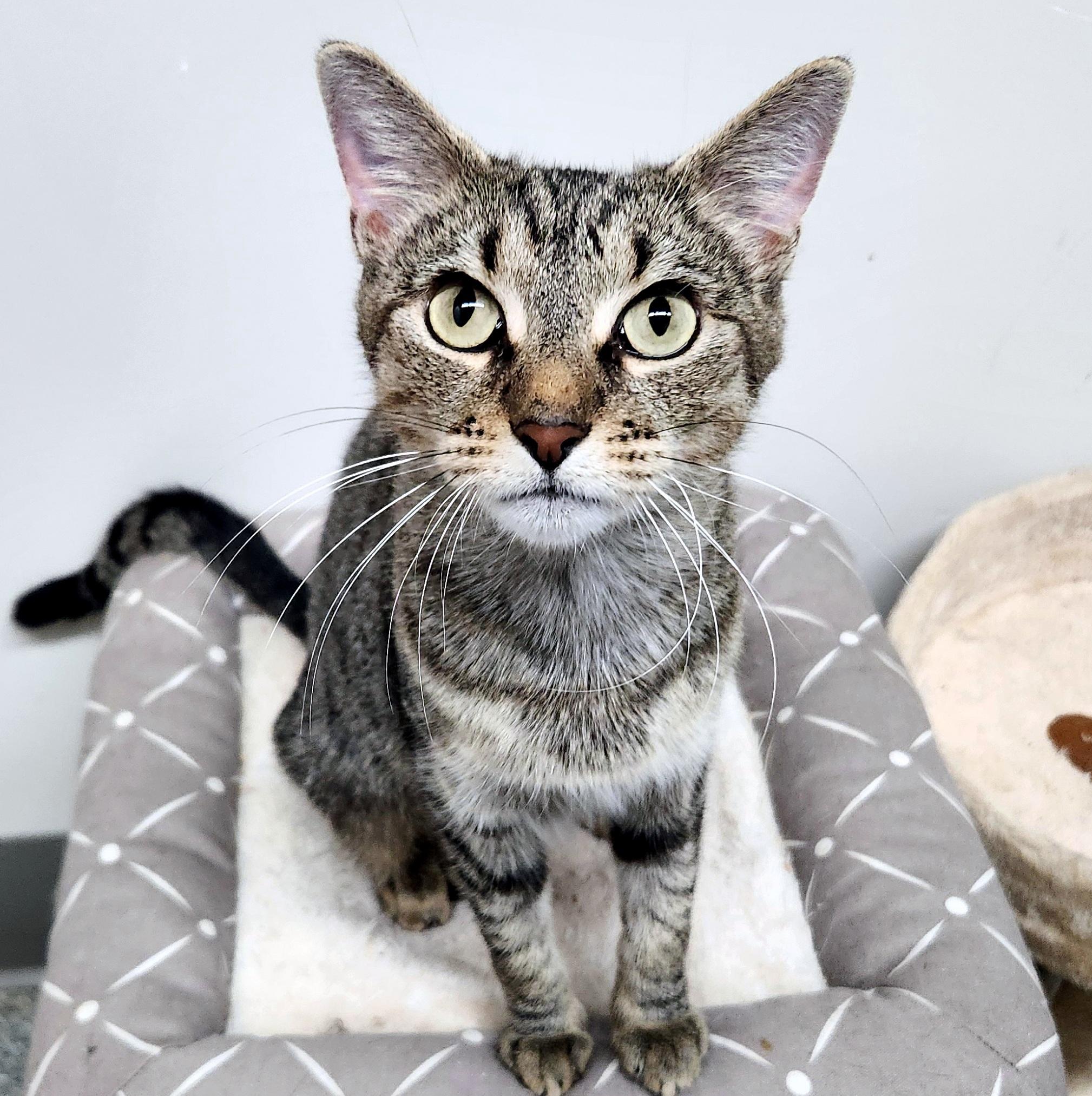 Enlarge Penelope, a Adoptable Domestic Short Hair in Pittsburgh, PA image 4/6