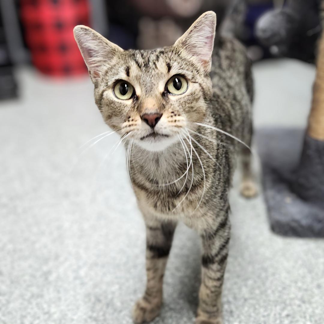 Enlarge Penelope, a Adoptable Domestic Short Hair in Pittsburgh, PA image 2/6