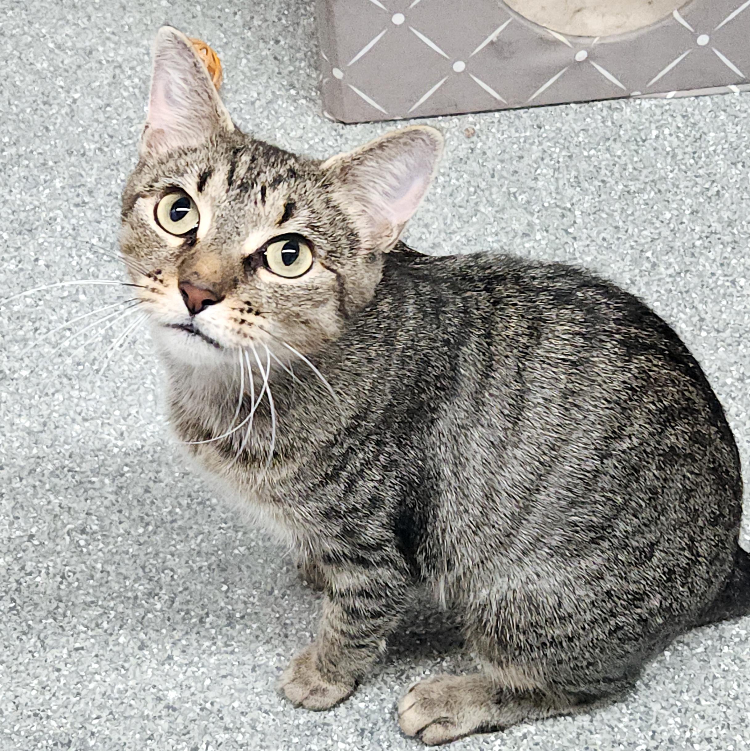 Enlarge Penelope, a Adoptable Domestic Short Hair in Pittsburgh, PA image 6/6