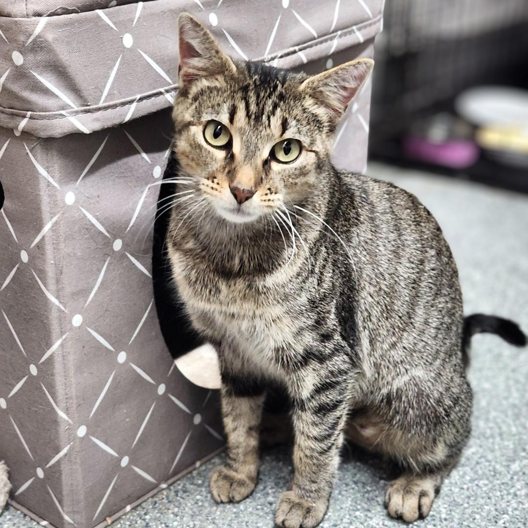 Penelope, Adoptable, Young Female Domestic Short Hair.