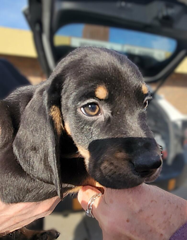 Enlarge Scott - adoption pending, a Adoptable mixed breed in Shawnee Mission, KS image 1/1