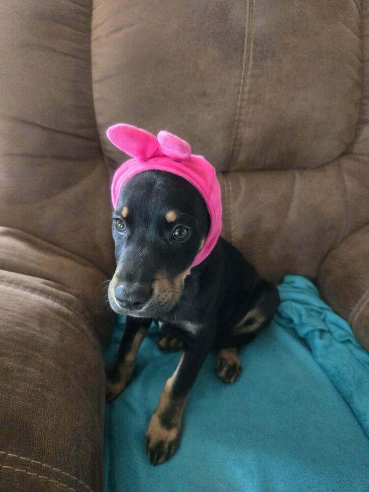 Enlarge Scott - fostered in Omaha, a Adoptable mixed breed in Shawnee Mission, KS image 2/3