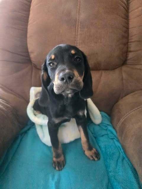 Enlarge Scott - fostered in Omaha, a Adoptable mixed breed in Shawnee Mission, KS image 3/3