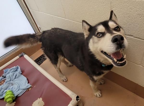 Honey, Adoptable, Adult Female Siberian Husky.