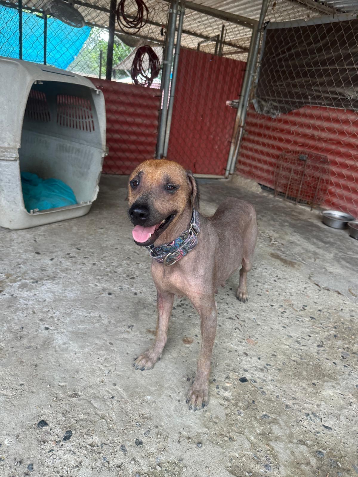 Enlarge Catrina, a Adoptable mixed breed in Sacramento, CA image 4/5